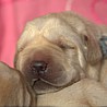 Szczenięta Labrador Retriever
