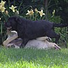 Szczenięta Labrador Retriever