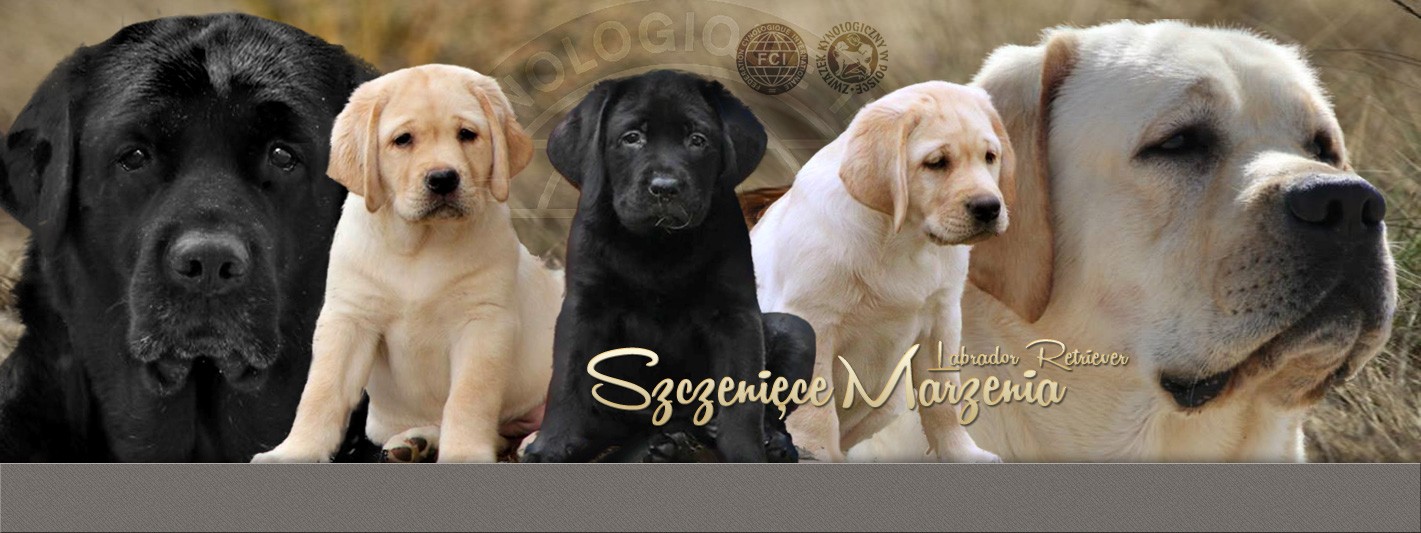 Breeders of Quality Labrador Retrievers breed for incredible health, intelligence, disposition, etc. We have Hunting Retrievers, Service Dogs, Search & Rescue Dogs